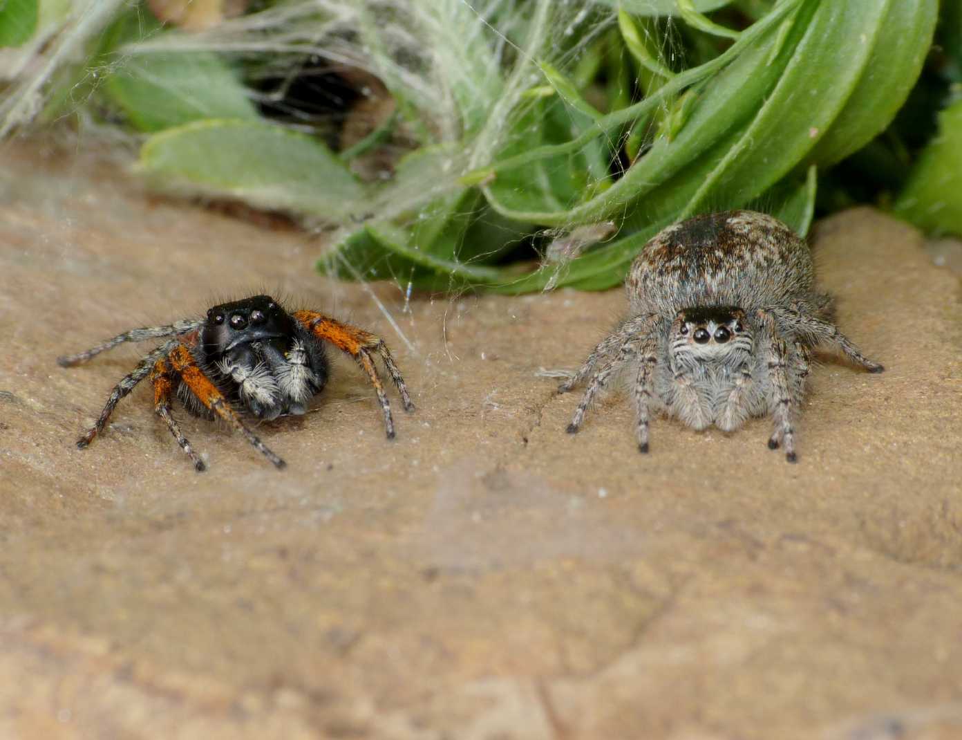 Philaeus chrysops, femmina in tana - Genova (GE)